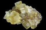 Lustrous Yellow Cubic Fluorite Crystal Cluster - Morocco #84244-1
